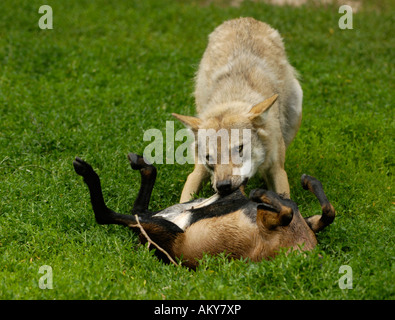 Unione lupo (Canis lupus) Foto Stock