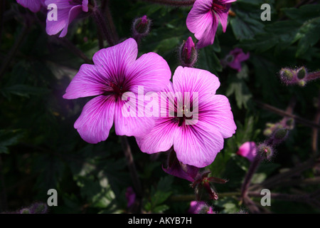 Delicato di fiori viola Foto Stock