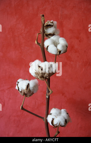 Sezione mediana di un cotone boll stelo, close-up Foto Stock