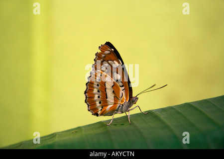 Sergente comune, (Athyma perius), close-up Foto Stock