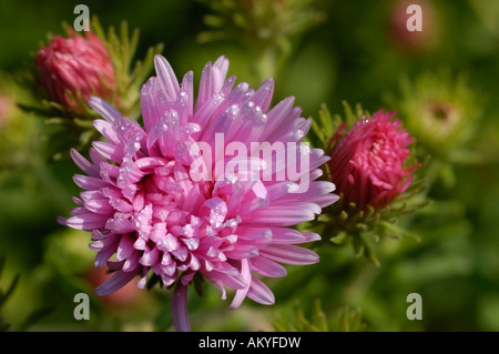 Aster novae-angliae Foto Stock