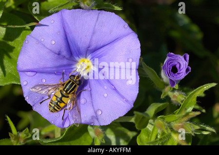 Hoverfly e roccia blu Centinodia Convolvulus sabatius Foto Stock