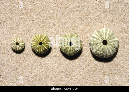 Ricci di mare conchiglie, close-up Foto Stock