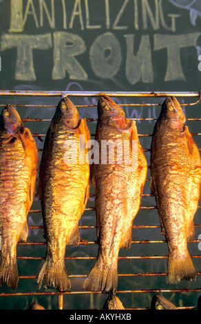 Trota affumicata, Australia Foto Stock