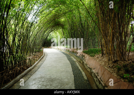 Boschetto di bambù, panda stazione di allevamento nei pressi di Chengdu, Cina e Asia Foto Stock