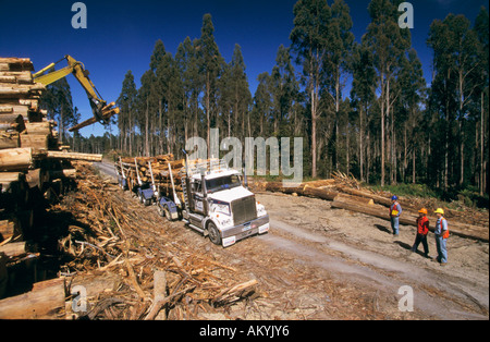 Industria del legno, la Tasmania, Australia Foto Stock
