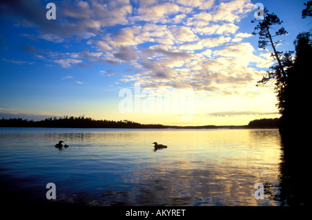 Loon comune sul Lago di gabbiano in acque di confine canoa Area Wilderness BWCAW Minnesota Foto Stock