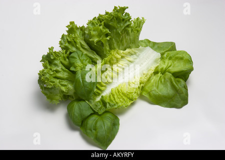 Foglie di lattuga con basilico Foto Stock