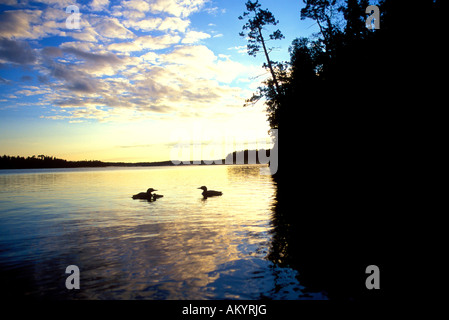 Loon comune sul Lago di gabbiano in acque di confine canoa Area Wilderness BWCAW Minnesota Foto Stock