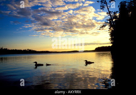 Loon comune sul Lago di gabbiano in acque di confine canoa Area Wilderness BWCAW Minnesota Foto Stock