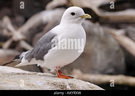 Estremamente raro rosso artico zampe, kittiwake rissa brevirostris, Alaska, STATI UNITI D'AMERICA Foto Stock