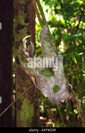 Tre dita bradipo Bradipus variegatus vite rampicante nel Parco Nazionale di Manuel Antonio Costa Rica Foto Stock