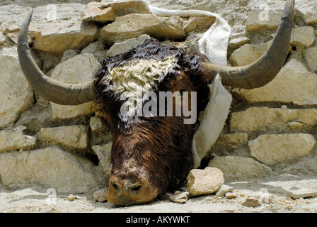 Cranio di yak su una montagna vicino a Samye vicino a Lhasa, in Tibet, in Asia Foto Stock