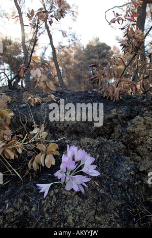 Grecia quattro settimane dopo l'incendio del Peloponneso. Uno dei primi fiori che crescono oltre ad alberi bruciati tra Vrina Smerna e. Foto Stock