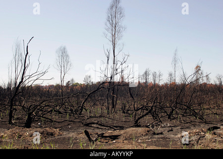 Grecia quattro settimane dopo l'incendio. La zona intorno a Kaiafa una volta che è stata coperta con le dune e foreste che ora è tutto bruciato. Pelopon Foto Stock