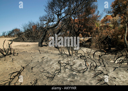 Grecia quattro settimane dopo l'incendio. La zona intorno a Kaiafa una volta che è stata coperta con le dune e foreste che ora è tutto bruciato. Pelopon Foto Stock