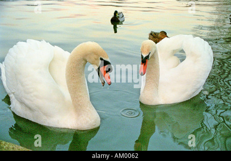 Due cigni su stagno nel parco cutteslowe Oxford Foto Stock