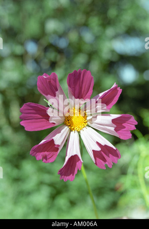 Cosmo conchiglie di mare Foto Stock