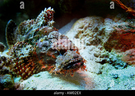 Tassled scorfani, Scorpaenopsis oxycephala, Mar Rosso, Egitto Foto Stock