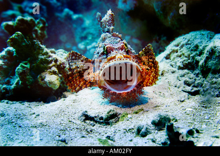 Tassled scorfani, Scorpaenopsis oxycephala, Mar Rosso, Egitto Foto Stock