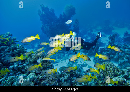 Sommozzatore videotape un black-spot Snapper, Lutjanus ehrenbergi, Mar Rosso, Egitto Foto Stock