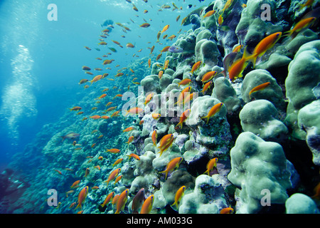 Lyretail Fairy Basslet Oltre coralli pietroso, Pseudanthias squamipinnis, Mar Rosso in Egitto Foto Stock