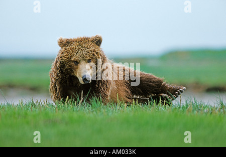 L'orso bruno (Ursus arctos) svegliarsi, Katmai N.P., Alaska Foto Stock