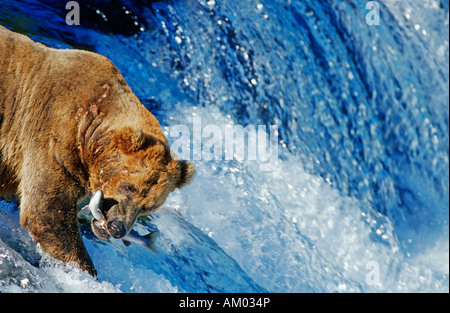 L'orso bruno (Ursus arctos) La cattura del salmone che è il salto di una cascata, Katmai N.P., Alaska Foto Stock