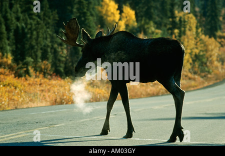 Alci (Alces alces) attraversando la strada, Denali N.P., Alaska, America Foto Stock