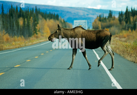 Alci (Alces alces) attraversando la strada, Denali N.P., Alaska, America Foto Stock