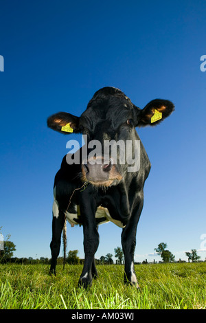 Vacca da latte su un prato, Usedom, Germania Foto Stock