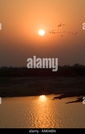 Siberian oche volano nella parte anteriore del sorgere del sole sopra il serbatoio a Chhatra Sagar vicino Nimaj, Rajasthan, India. Foto Stock