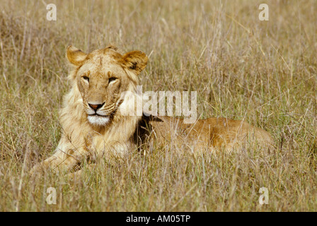 Giovane maschio lion (panthera leo) giacenti in erba alta, il Masai Mara riserva nazionale, Kenya Foto Stock