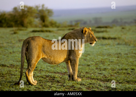 Giovane maschio Lion ( Panthera Leo) a camminare nella luce del mattino, il Masai Mara riserva nazionale, Kenya Foto Stock