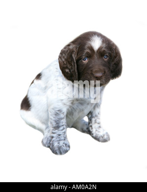 Piccolo Munsterlander pup isolati su sfondo bianco Foto Stock