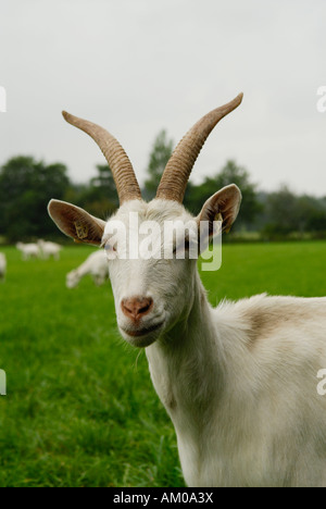 Bianco di capra tedesco con avvisatore acustico Foto Stock