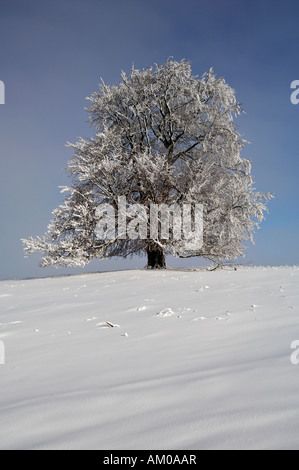 Europea di faggio (Fagus sylvatica), con brina Foto Stock