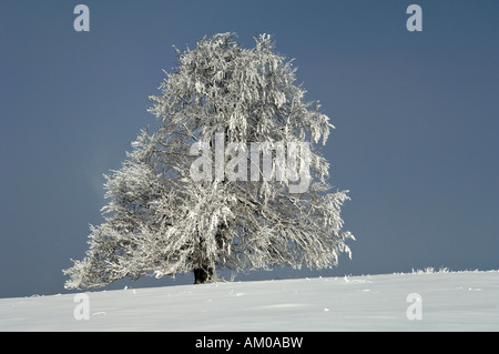 Europea di faggio (Fagus sylvatica), con brina Foto Stock