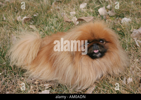 Pekingese Dog in erba Foto Stock