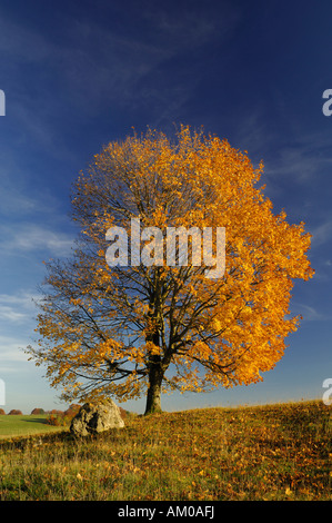 Acero campestre (Acer campestre) con fogliame di autunno Foto Stock