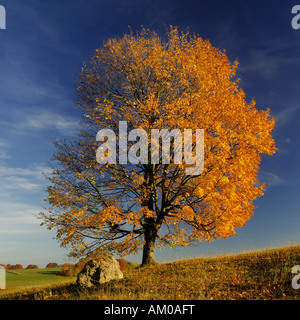 Acero campestre (Acer campestre) con fogliame di autunno Foto Stock