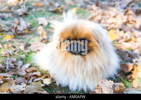 Pekingese Dog nelle foglie Foto Stock