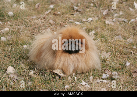 Pekingese Dog in erba Foto Stock