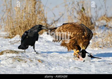 Raven comune strappo la piuma di coda del White Tailed Eagle Foto Stock