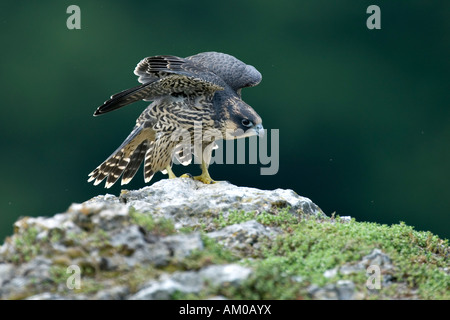 Falco pellegrino (Falco peregrinus), neonata, con ali sollevata Foto Stock