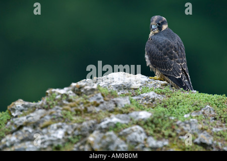 Falco pellegrino (Falco peregrinus), neonata, seduta Foto Stock