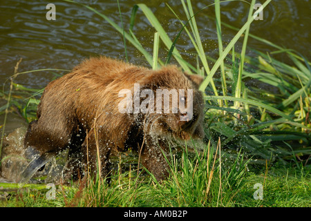L'orso bruno (Ursus arctos arctos), PUP, agitando l'acqua fuori della sua pelliccia Foto Stock
