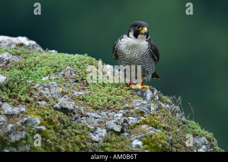 Falco pellegrino (Falco peregrinus), Adulto, seduta Foto Stock