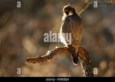 Falco pellegrino (Falco peregrinus) maschio seduti sul pesce persico, luce della sera Foto Stock