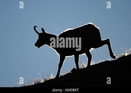 Il camoscio (Rupicapra rupicapra) camosci buck, silhouette Foto Stock